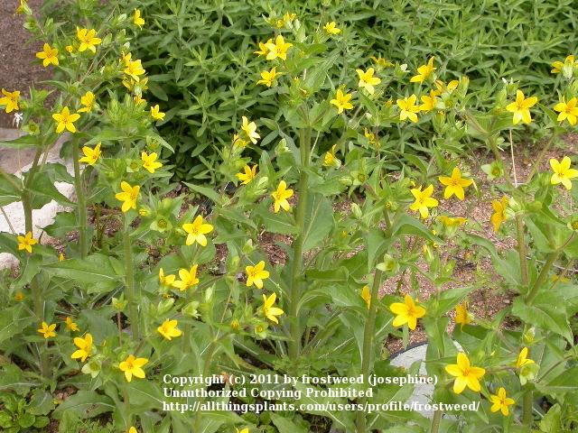 Photo of Lindheimer Daisy (Lindheimera texana) uploaded by frostweed