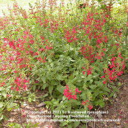 Location: Wildflower Center Austin, Texas.
Date: Summer 2010
The blooms are a lovely coral red.