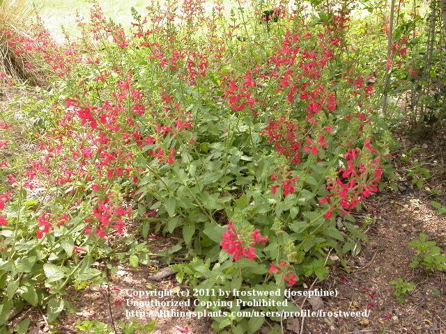 Photo of Texas Betony (Stachys coccinea) uploaded by frostweed