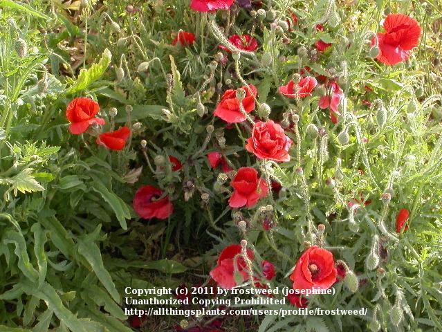Photo of Field Poppy (Papaver rhoeas) uploaded by frostweed