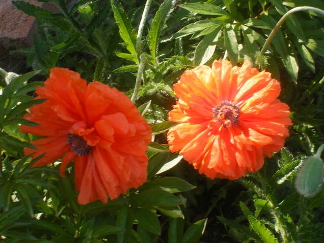 Photo of Oriental Poppy (Papaver orientale) uploaded by gardengus