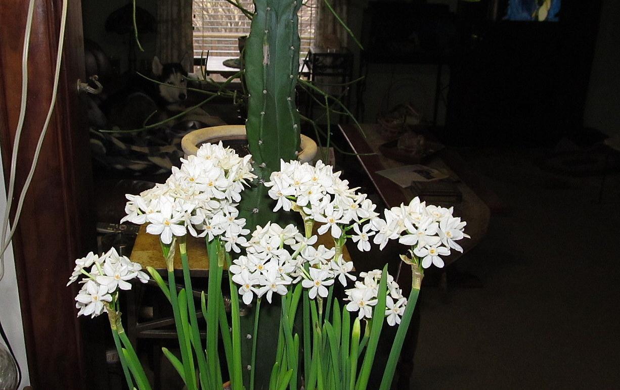 Photo of Paperwhite Narcissus (Narcissus 'Inbal') uploaded by jmorth