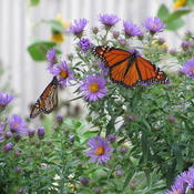 Monarch magnet in September