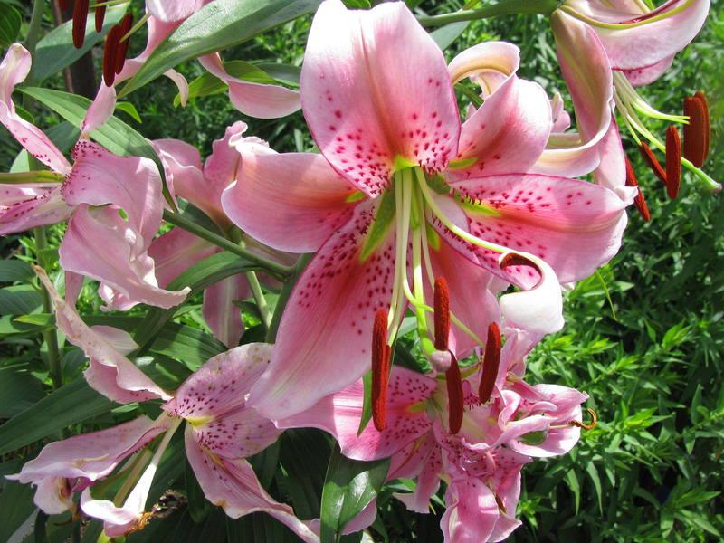 Photo of Lily (Lilium 'Chysum') uploaded by jmorth