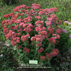 Location: my garden, Arvada, Colorado
Date: 2011-09-30
Later bloom - color deepens