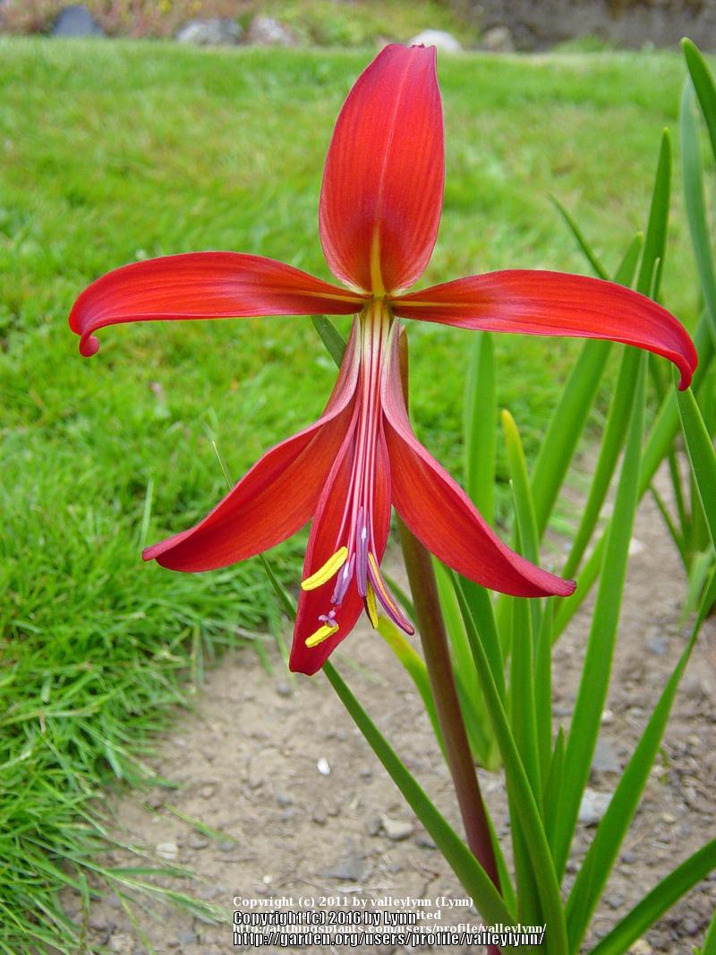 Photo of Aztec Lily (Sprekelia formosissima) uploaded by valleylynn