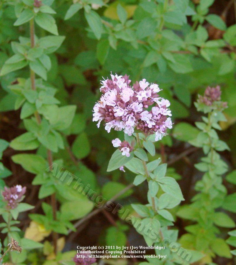 Marjorams Plant Care and Collection of Varieties