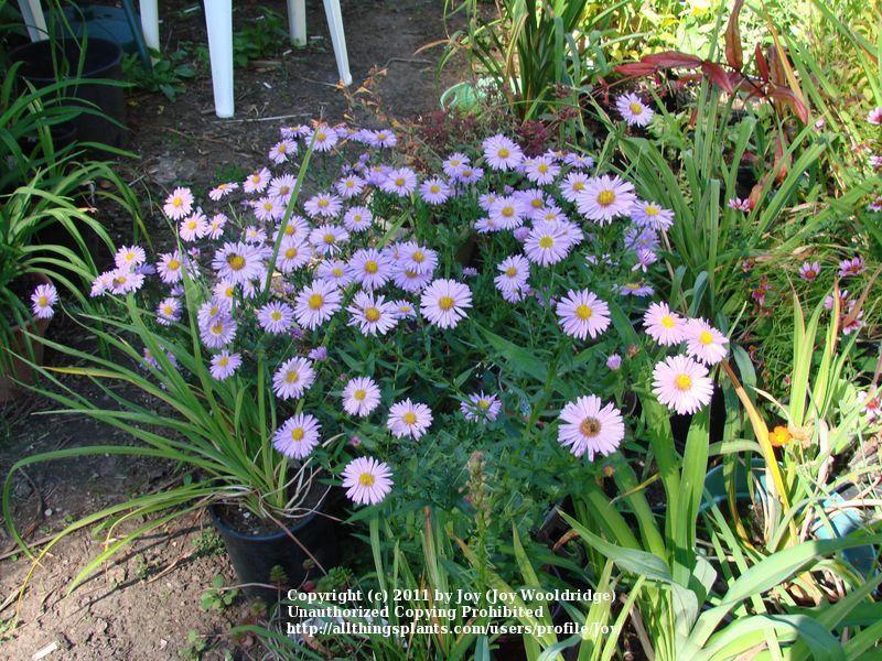 Photo of Asters (Aster) uploaded by Joy