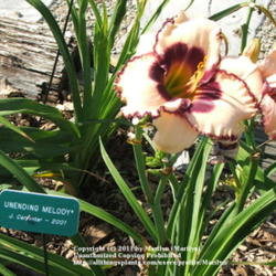 Location: Valley of the Daylilies in Lebanon, OH. Home of Dan and Jackie Bachman
Date: 2005-07-09
Beautiful flower!