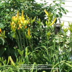 Location: Valley of the Daylilies in Lebanon, OH. Home of Dan (hybridizer) and Jackie Bachman
Date: 2005-07-11
Lots of buds and scapes on this established plant!