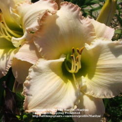 Location: Valley of the Daylilies in Lebanon, OH. Home of Dan and Jackie Bachman
Date: 2005-07-11
Gorgeous!