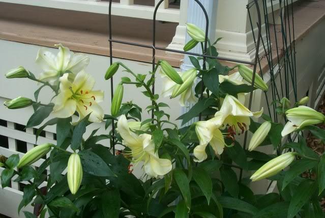 Photo of Lilies (Lilium) uploaded by Newyorkrita