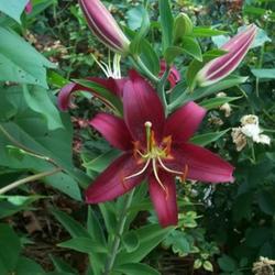 Location: In my garden. 
One of the oriental lilies.