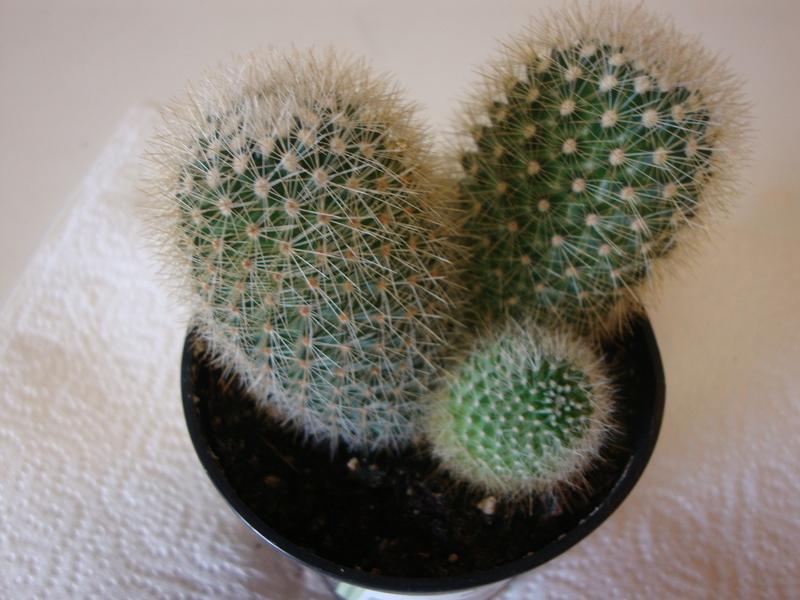 Photo of Bristle Brush (Mammillaria spinosissima subsp. pilcayensis) uploaded by Paul2032