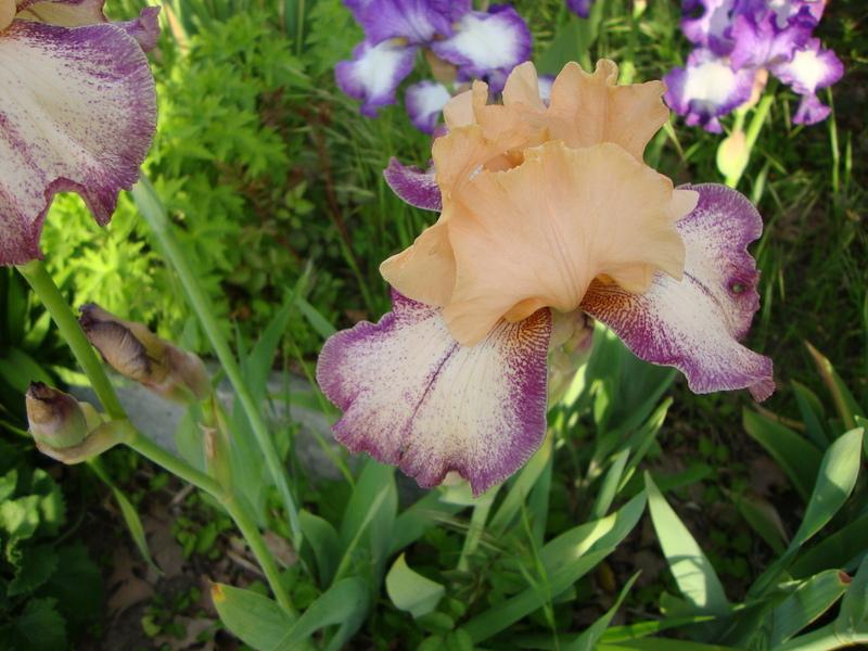 Photo of Tall Bearded Iris (Iris 'Capricious') uploaded by Paul2032