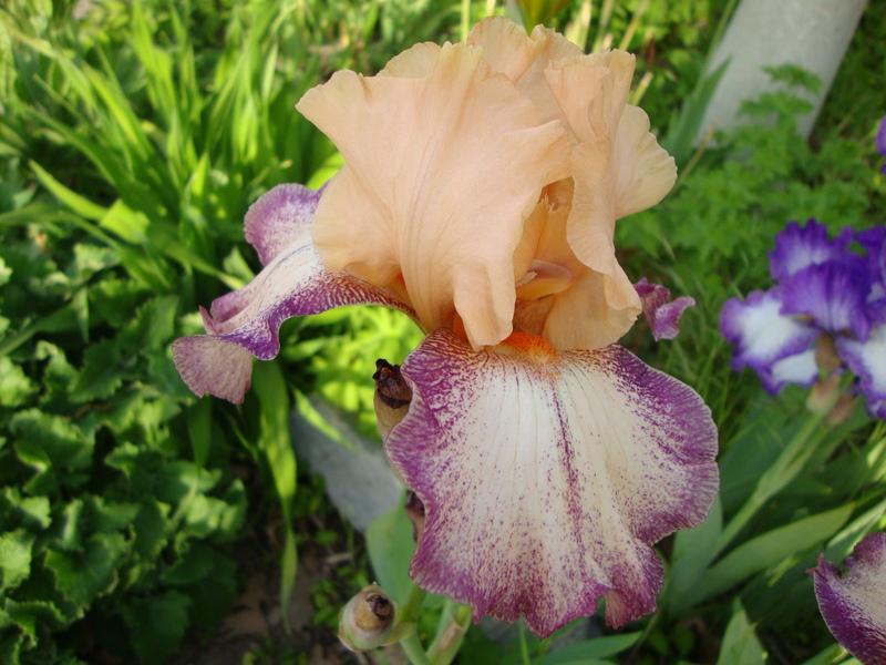 Photo of Tall Bearded Iris (Iris 'Capricious') uploaded by Paul2032