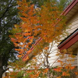 Location: My yard in Arlington, Texas.
Date: Fall 2009
The color is amazing in the fall.