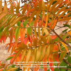 Location: My yard in Arlington, Texas.
Date: Fall 2009
Close up of the lovely leaves.
