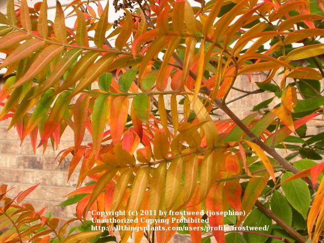 Photo of Flame-Leaf Sumac (Rhus lanceolata) uploaded by frostweed