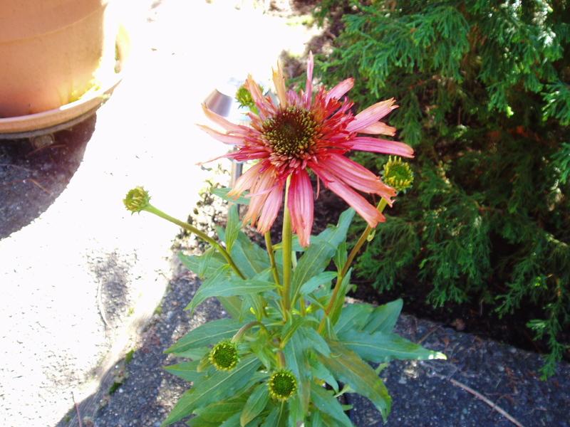 Photo of Coneflower (Echinacea 'Guava Ice') uploaded by springcolor