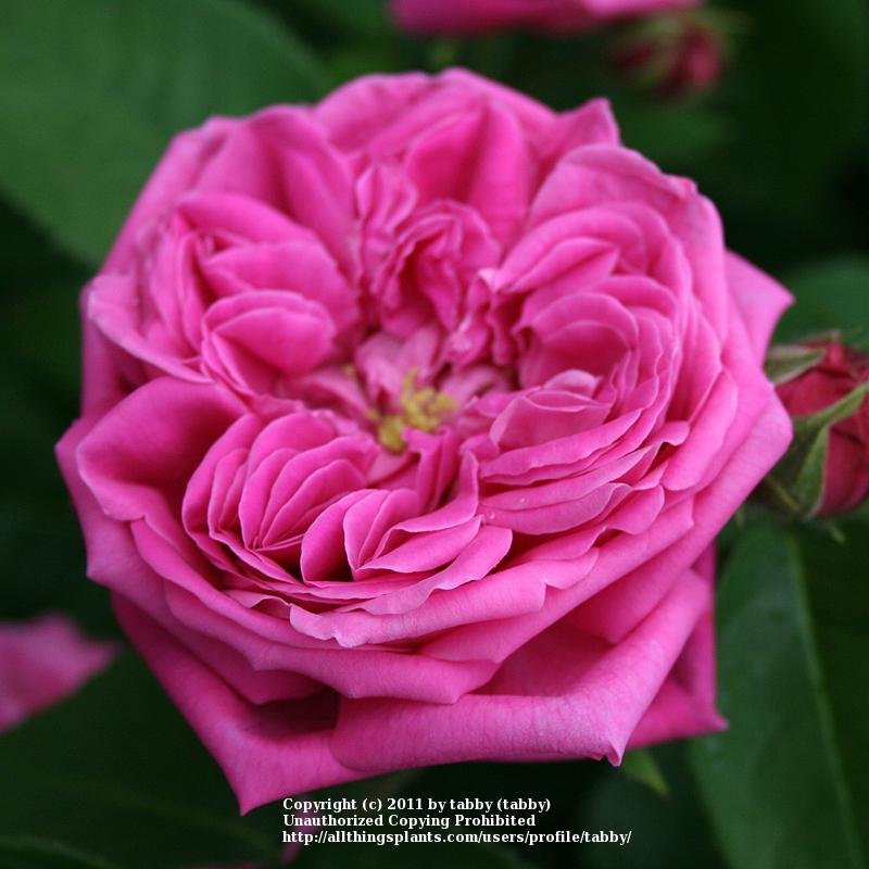 Photo of Rose (Rosa 'Baronne Prevost') uploaded by tabby