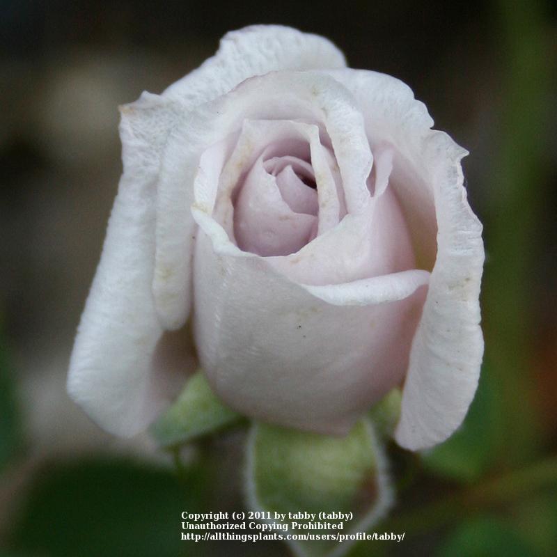 Photo of Rose (Rosa 'Winter Magic') uploaded by tabby
