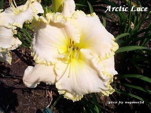 Photo of Daylily (Hemerocallis 'Arctic Lace') uploaded by vic