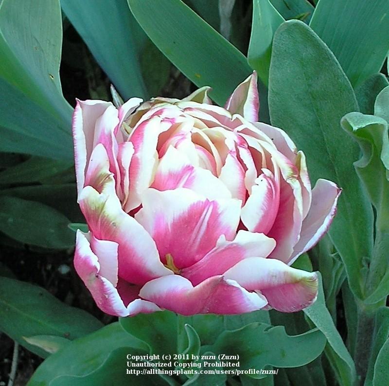 Photo of Double Early Tulip (Tulipa 'Peach Blossom') uploaded by zuzu