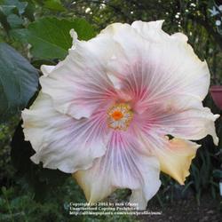 Location: In my Northern California garden
Date: 2006-05-01