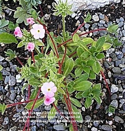 Photo of Rock Jasmine (Androsace sarmentosa subsp. primuloides) uploaded by zuzu