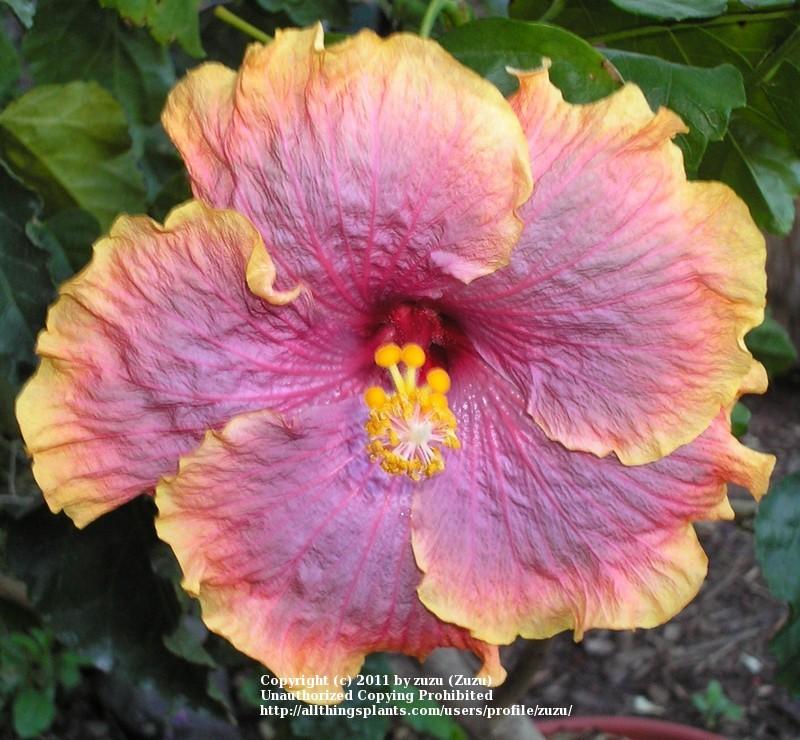 Photo of Tropical Hibiscus (Hibiscus rosa-sinensis 'Gabriel') uploaded by zuzu