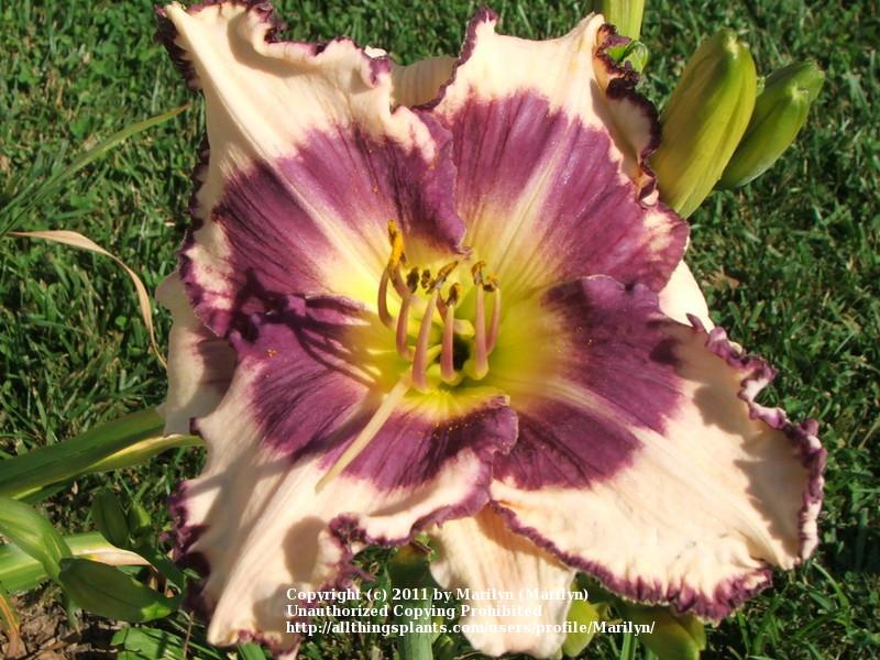 Photo of Daylily (Hemerocallis 'Blueberries and Cream') uploaded by Marilyn