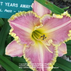 Location: Valley of the Daylilies in Lebanon, OH. Home of Dan and Jackie Bachman
Date: 2005-07-11
