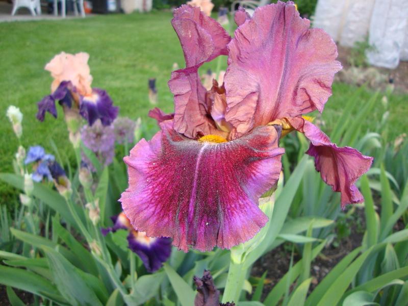 Photo of Tall Bearded Iris (Iris 'Gaudy Is Good') uploaded by Paul2032
