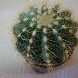 Location: Pleasant Grove, Utah
Date: 2011-10-28
Formerly calssified as a Notocactus