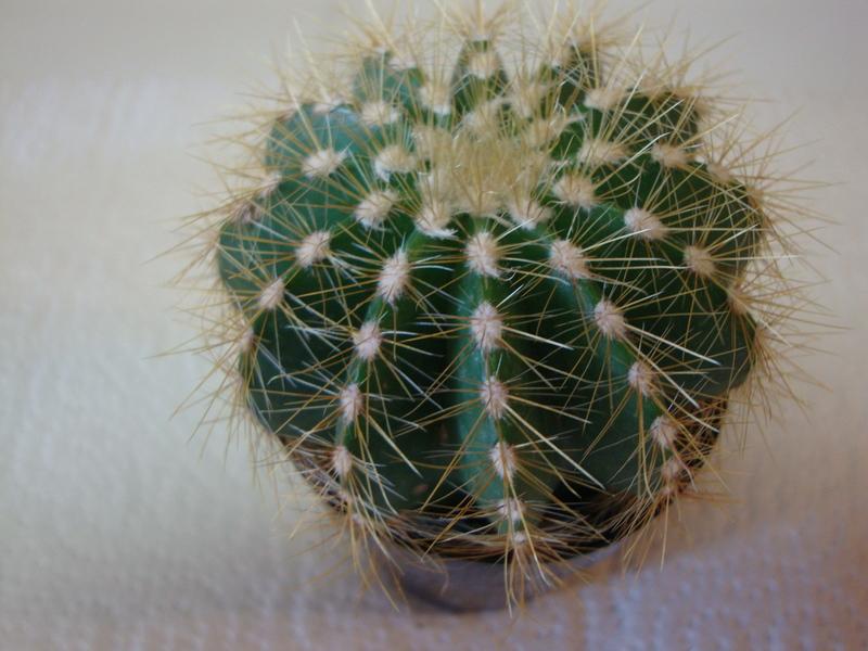 Photo of Ball Cactus (Parodia magnifica) uploaded by Paul2032