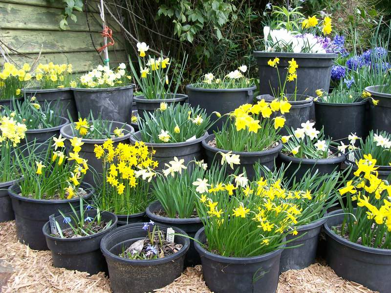 Photo of Daffodils (Narcissus) uploaded by gwhizz