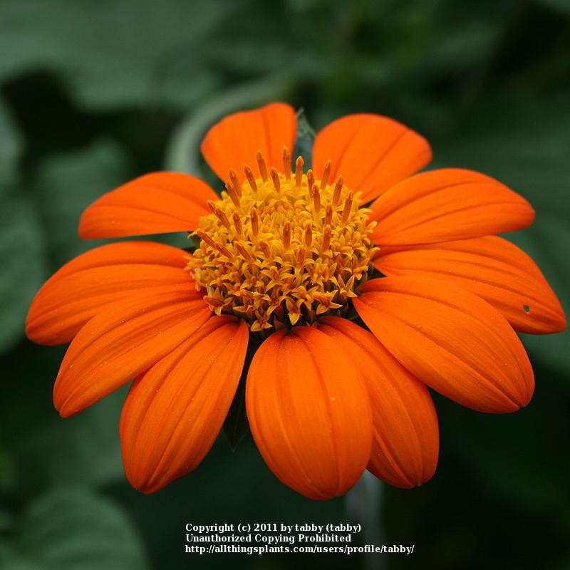 Photo of Mexican Sunflower (Tithonia rotundifolia) uploaded by tabby