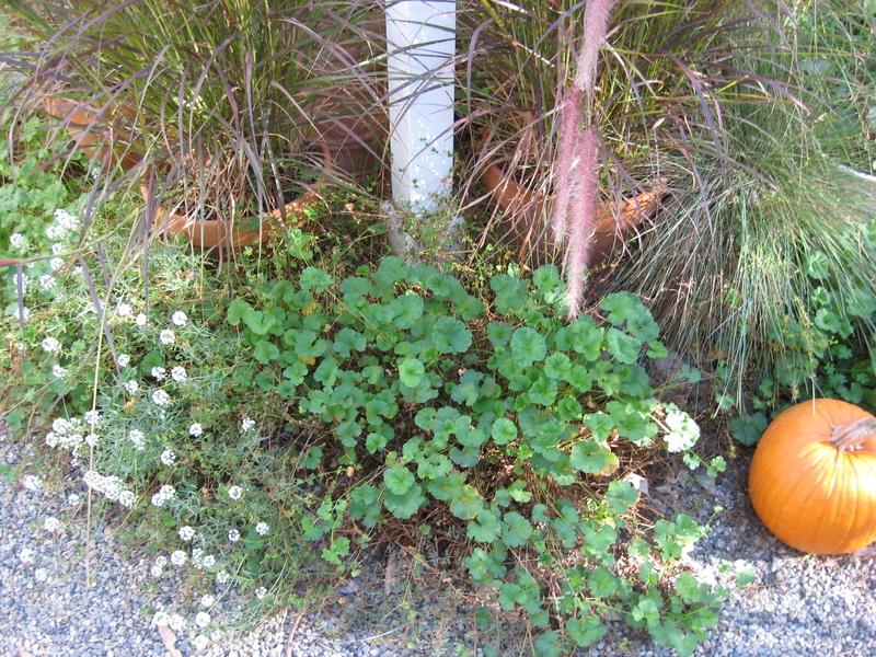 Photo of Storksbill (Pelargonium grossularioides 'Coconut') uploaded by wcgypsy