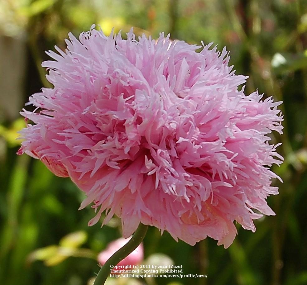 Photo of Opium Poppy (Papaver somniferum) uploaded by zuzu
