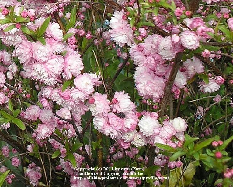Photo of Pink Flowering Almond (Prunus glandulosa 'Sinensis') uploaded by zuzu