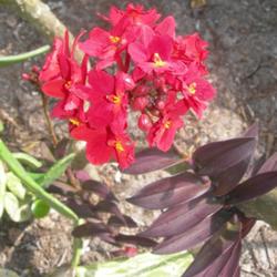 Location: Southwest Florida
Date: summer 2010
red variety of this easy ground orchid.