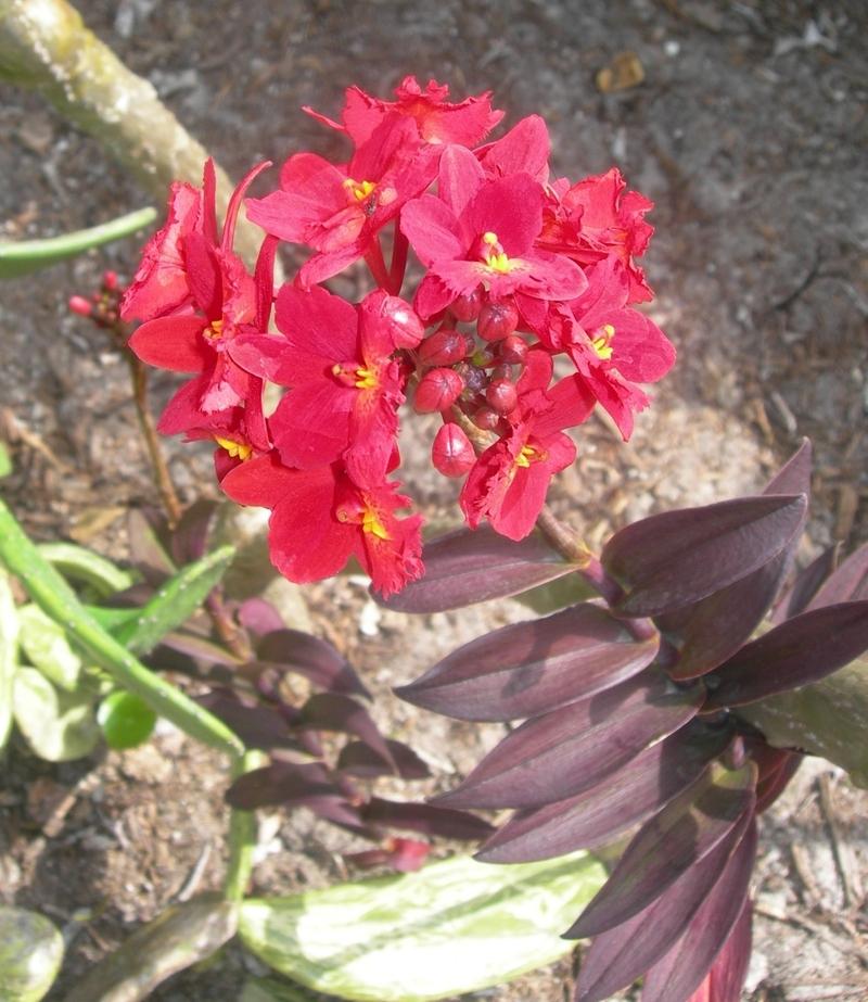 Photo of Crucifix Orchid (Epidendrum radicans) uploaded by Dutchlady1