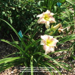 Location: Valley of the Daylilies in Lebanon, OH. Home of Dan and Jackie Bachman
Date: 2005-07-07
