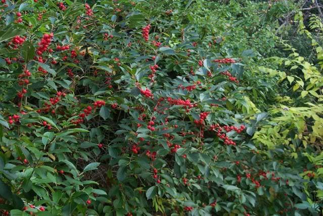 Photo of Winterberry Holly (Ilex verticillata 'Red Sprite') uploaded by Newyorkrita