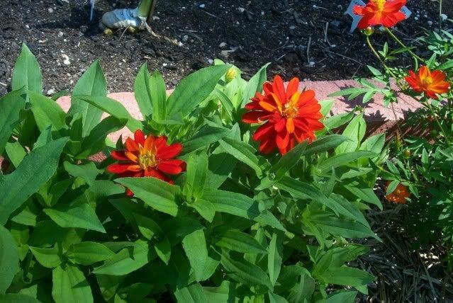 Photo of Zinnia 'Profusion Double Fire' uploaded by Newyorkrita