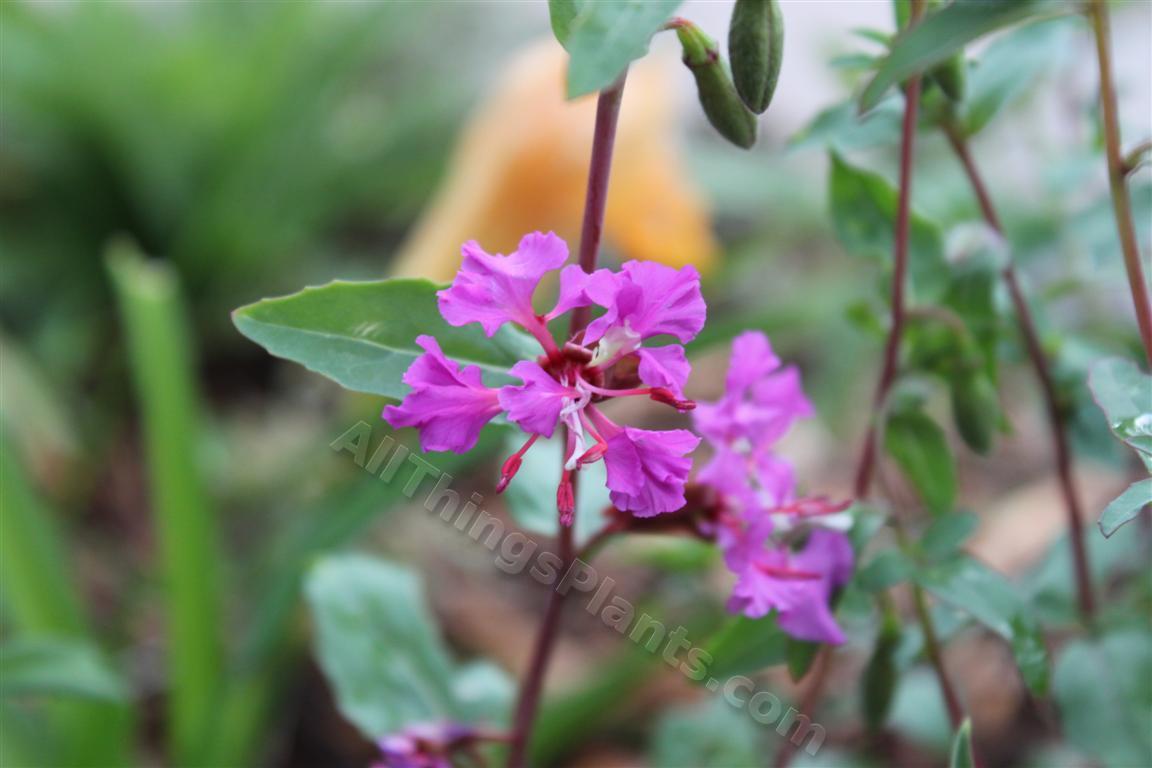 Photo of Mountain Garland (Clarkia unguiculata) uploaded by Shelly