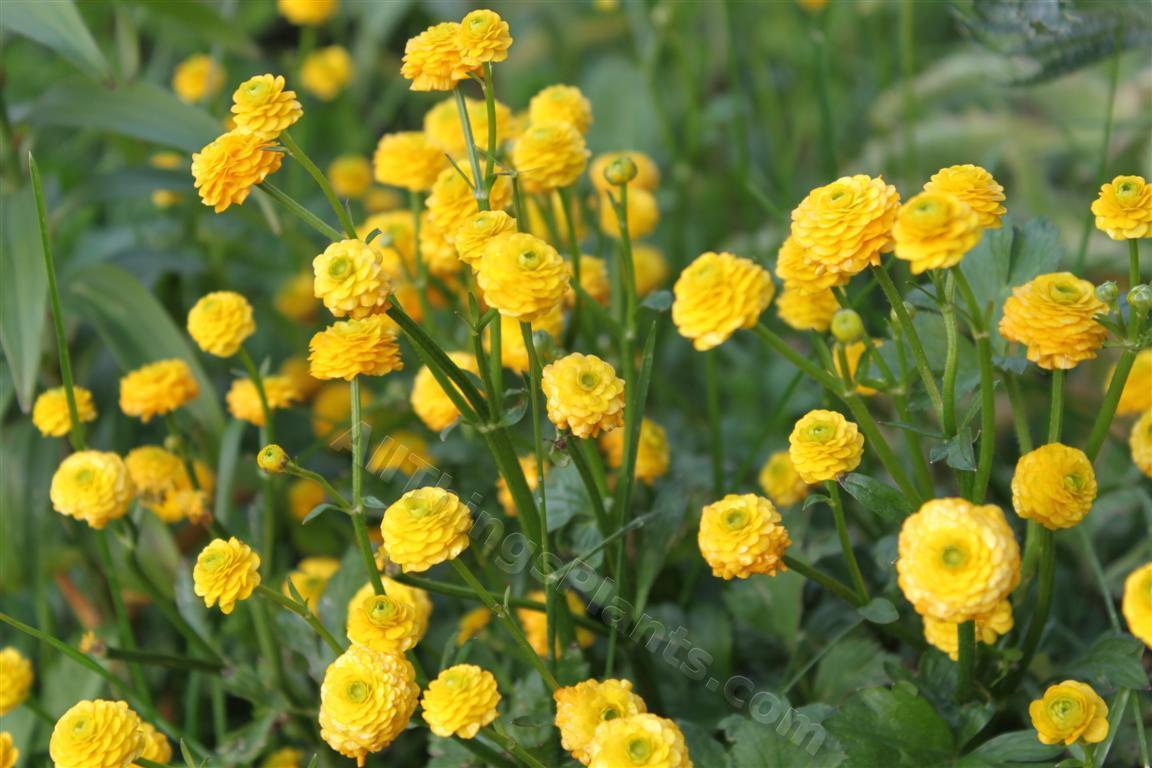 Photo of Double Creeping Buttercup (Ranunculus repens 'Pleniflorus') uploaded by Shelly
