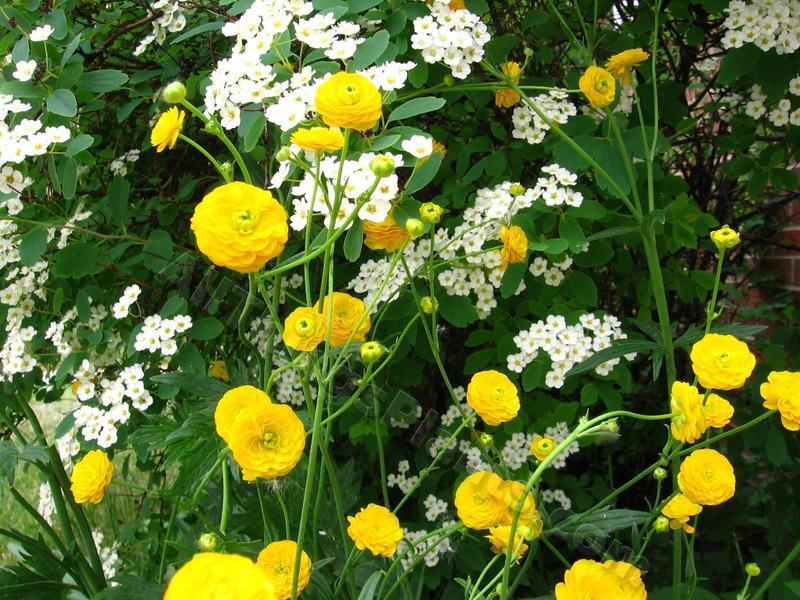 Photo of Double Creeping Buttercup (Ranunculus repens 'Pleniflorus') uploaded by Shelly