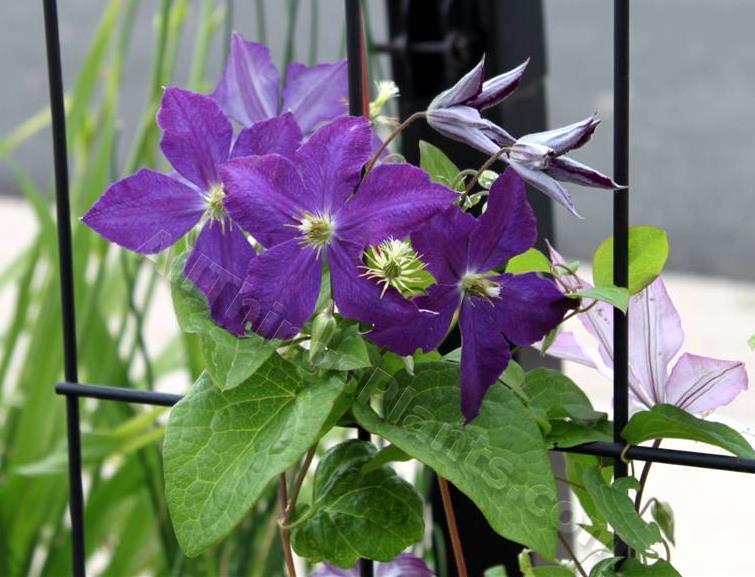 Photo of Clematis uploaded by Shelly